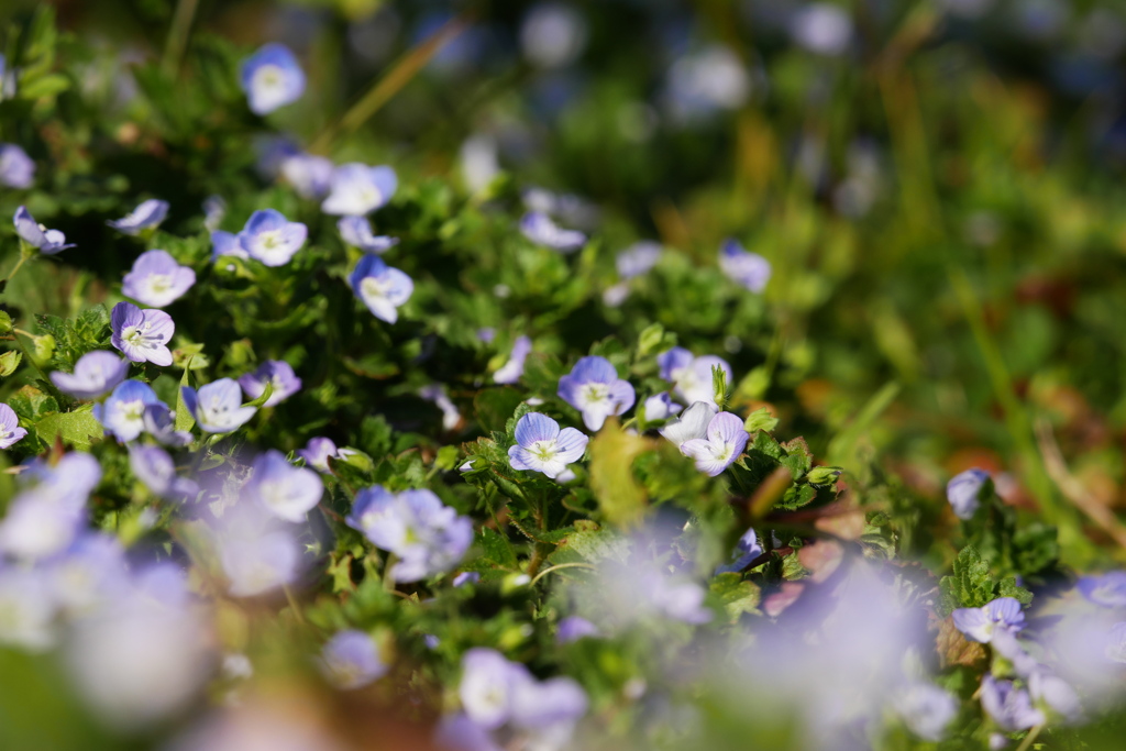 オオイヌノフグリも花盛り