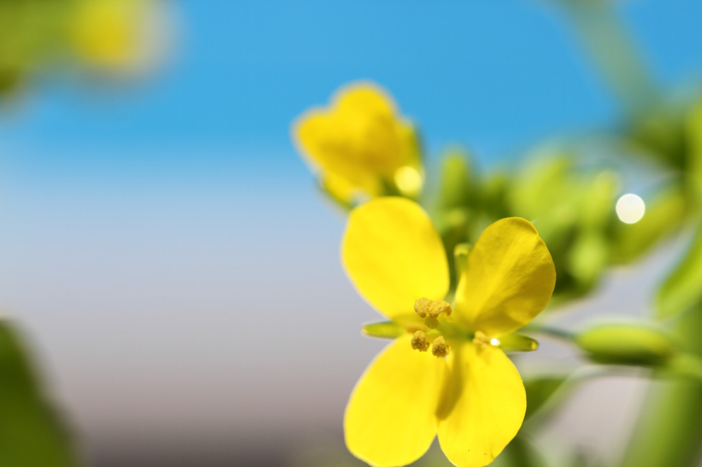 カブにも菜の花