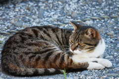 駐車場のキジトラ白