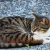 駐車場のキジトラ白