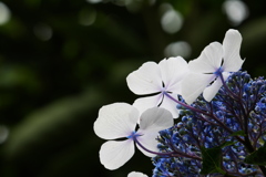 背の高い紫陽花を見上げる