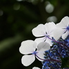背の高い紫陽花を見上げる
