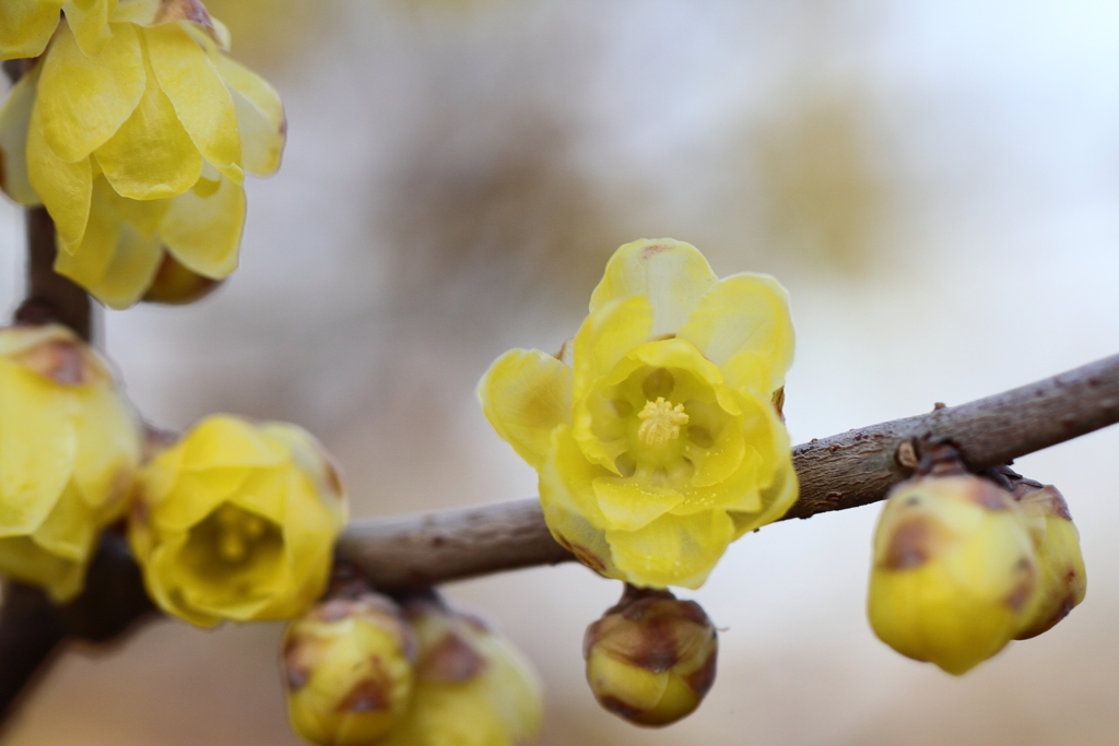 冬の花とは言え、春を感じさせる蝋梅の色