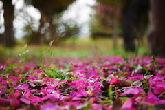 山茶花の足元