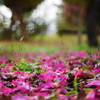 山茶花の足元