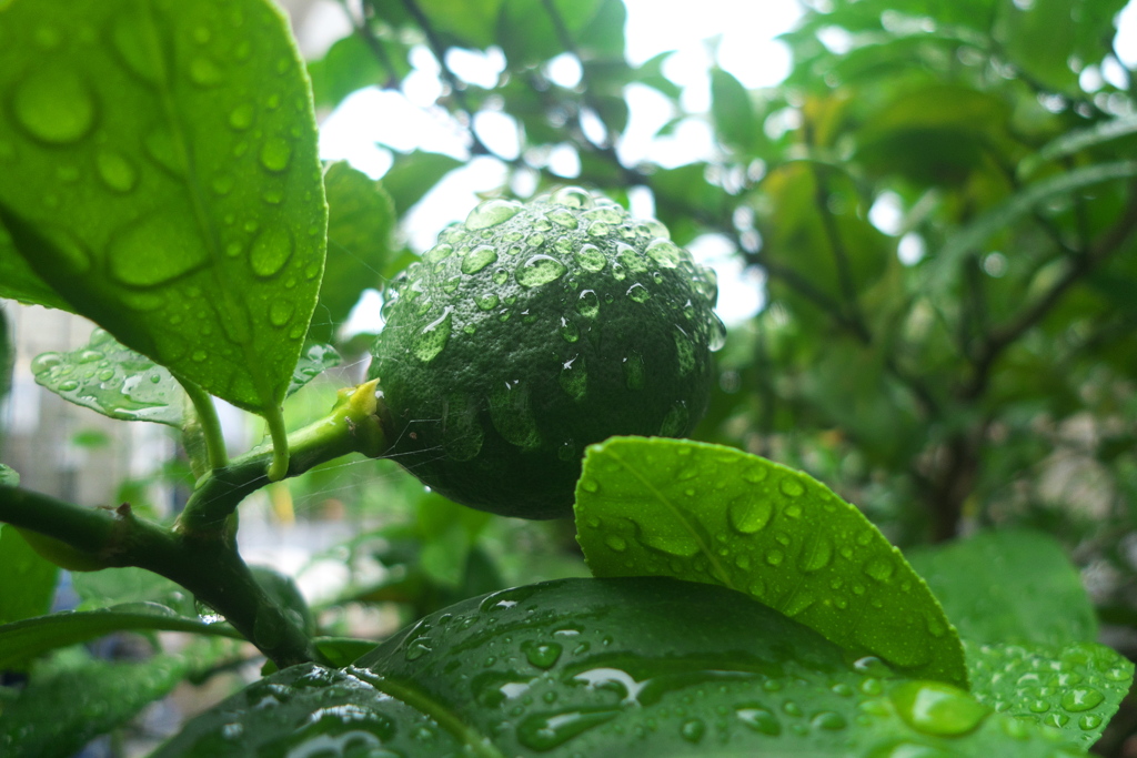 今年は期待できそうな檸檬
