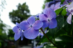 コンデジで同じ花を撮る