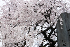 一本の枝垂桜