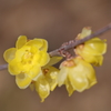 咲き誇る蝋梅の花