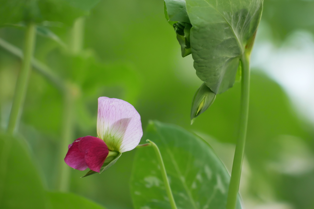 次々と咲き始める赤花エンドウ