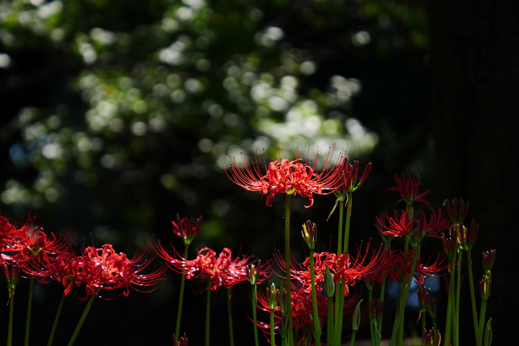 木洩れ日に輝く