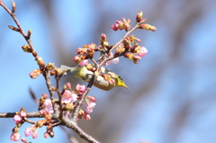 メジロに落ちる花の影