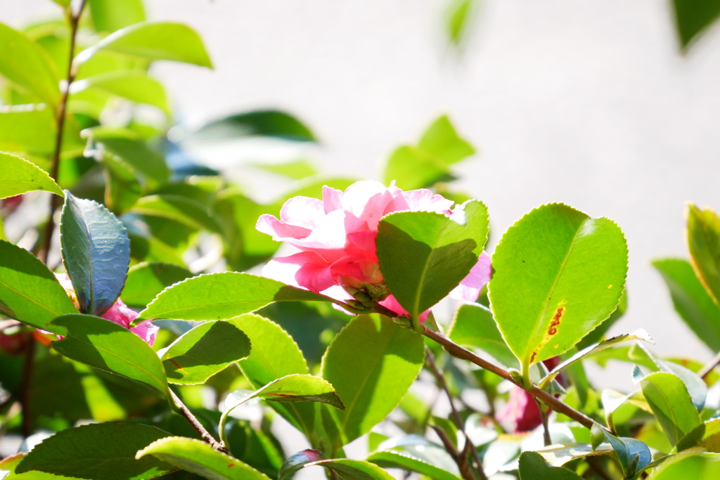 山茶花に降り注ぐ午後の日差し
