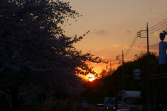 夕景、春の土手通り