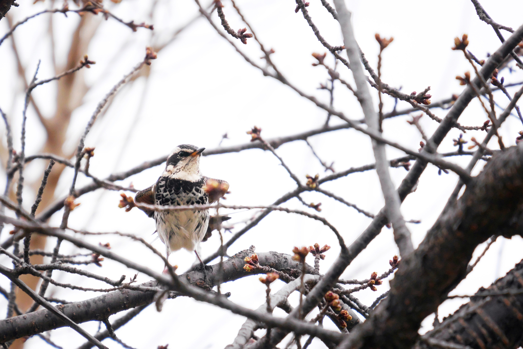 ツグミさんは桜のパトロール
