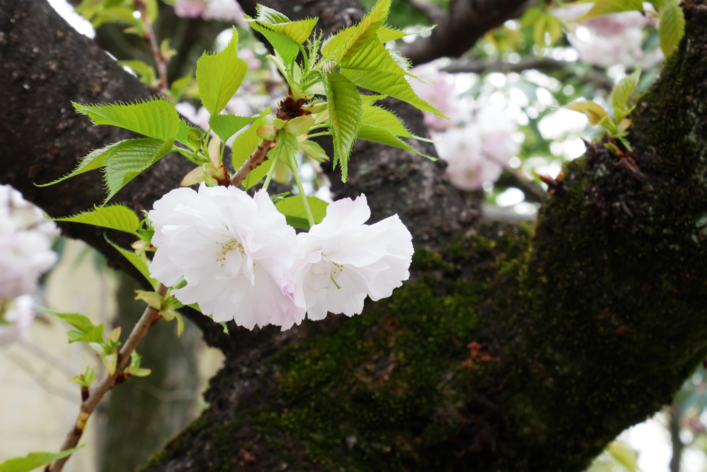 一日一桜* ラストは桜見本園 八重桜トンネル | いい旅 姫気分.:*・゜