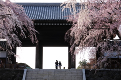 山門を飾る枝垂桜
