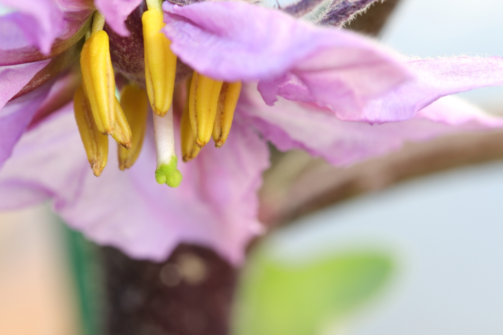 水ナスの大きな花