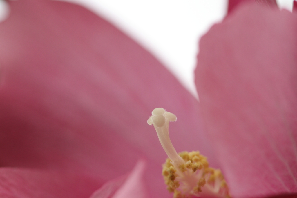 夏の花・ムクゲ