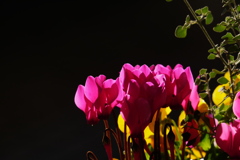 光りを透過するシクラメン