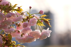 ふんわり八重桜