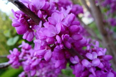 懐かしさを感じさせるハナズオウ【花蘇芳】