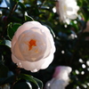 朝の光と山茶花