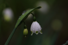 スノーフレークも雨の色