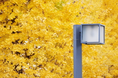 秋のイチョウ並木