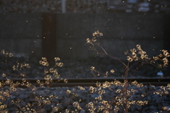 ひっつき虫の夕景