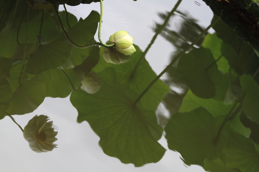 みなもに横たわるハスの花