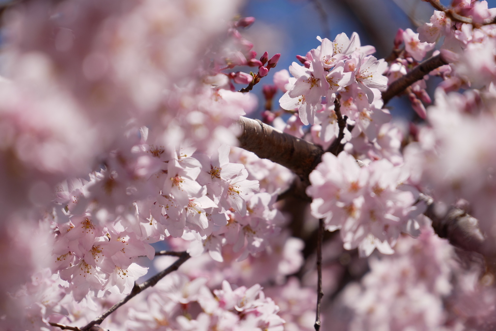 枝垂桜咲き誇る
