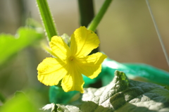 キュウリの雄花