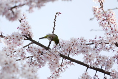 枝垂桜にメジロ