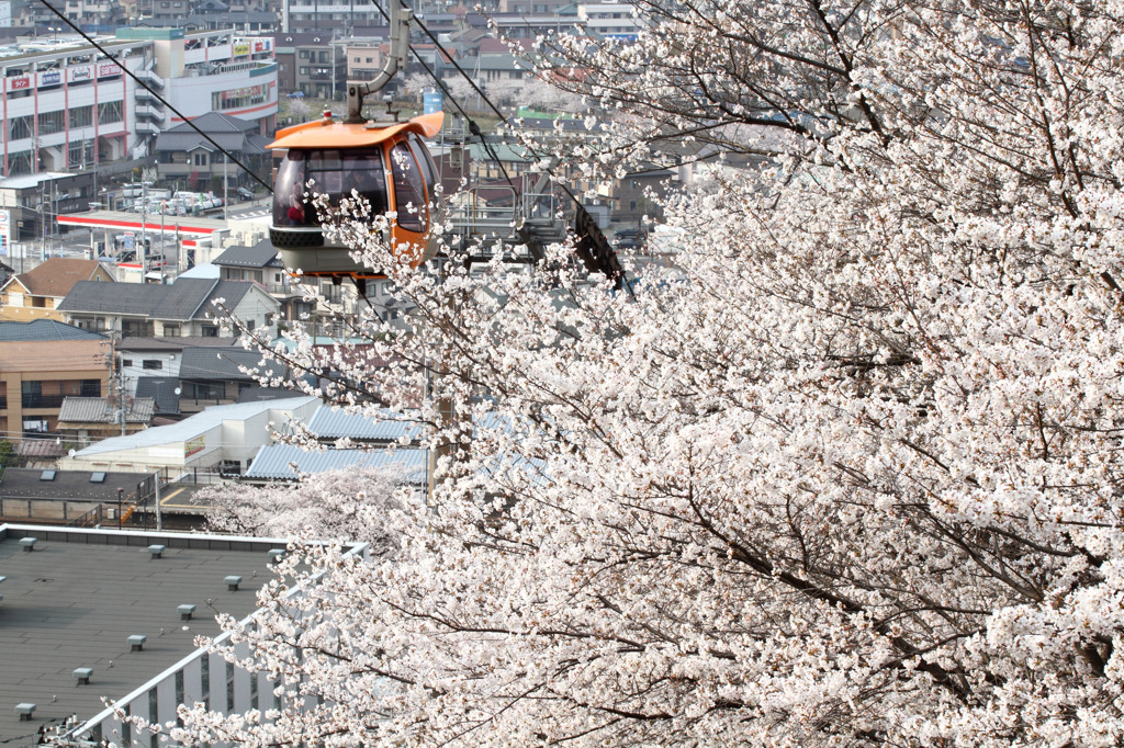 桜を見ながら