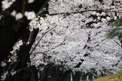 満開桜並木