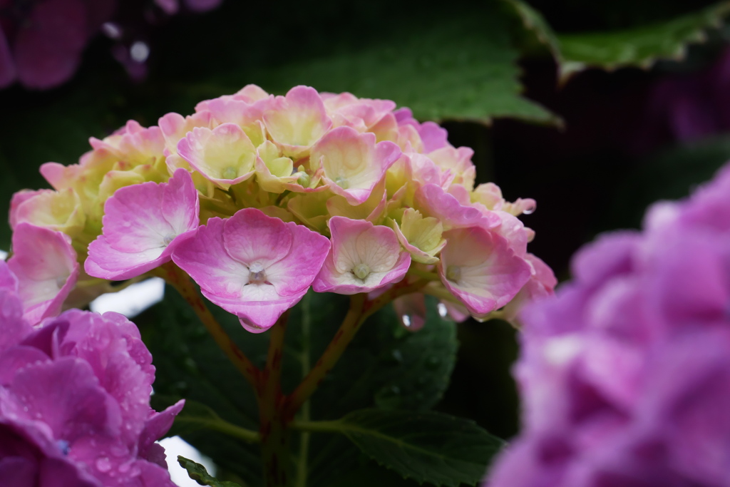 まだ若い紫陽花