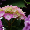 まだ若い紫陽花