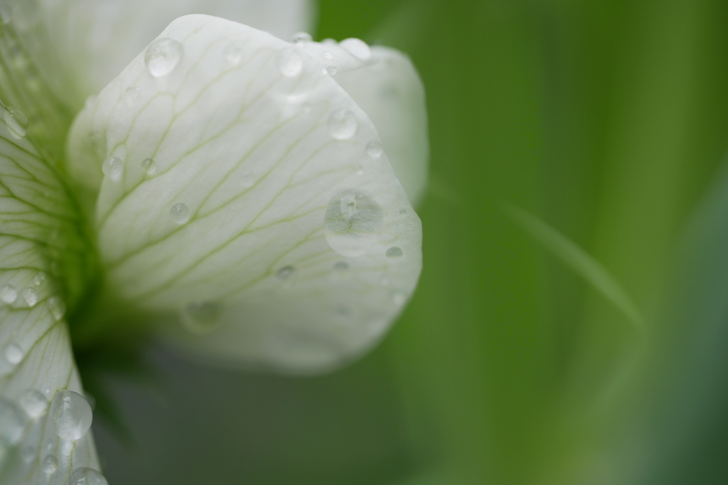 幻想スナップエンドウの花