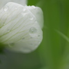幻想スナップエンドウの花