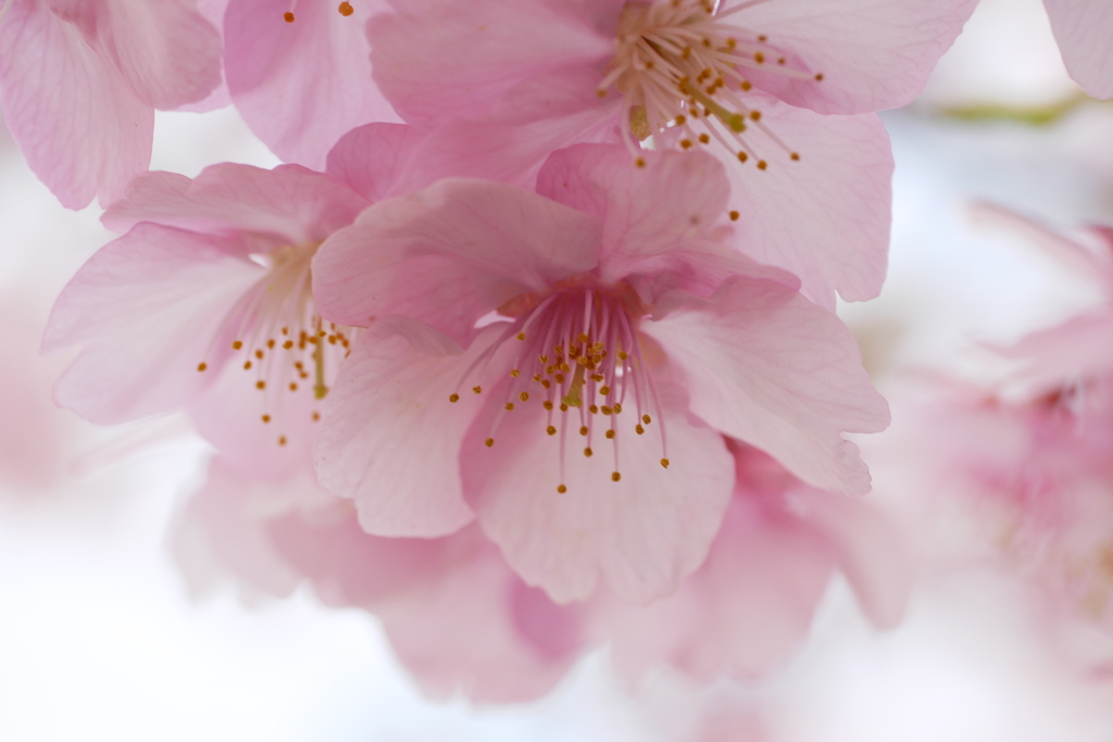 河津桜