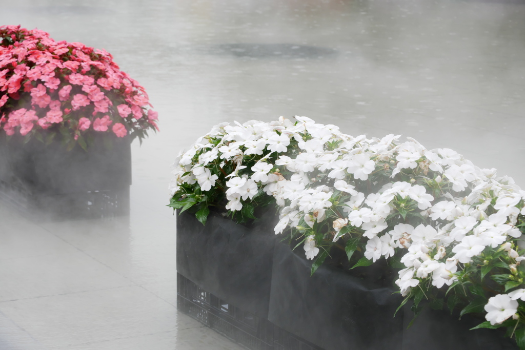 ミストの中の花壇