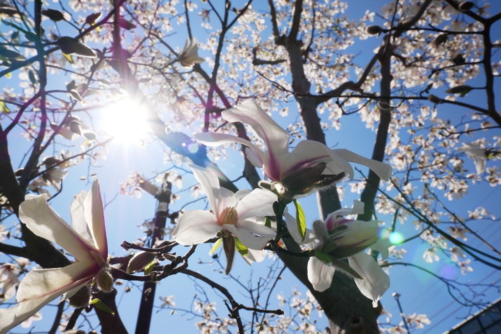 真昼の太陽とコブシの花