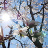 真昼の太陽とコブシの花