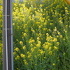 菜の花踏切