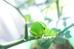 カラタチを食い尽くそうとするヤツ