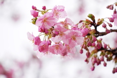 雨の日の河津桜