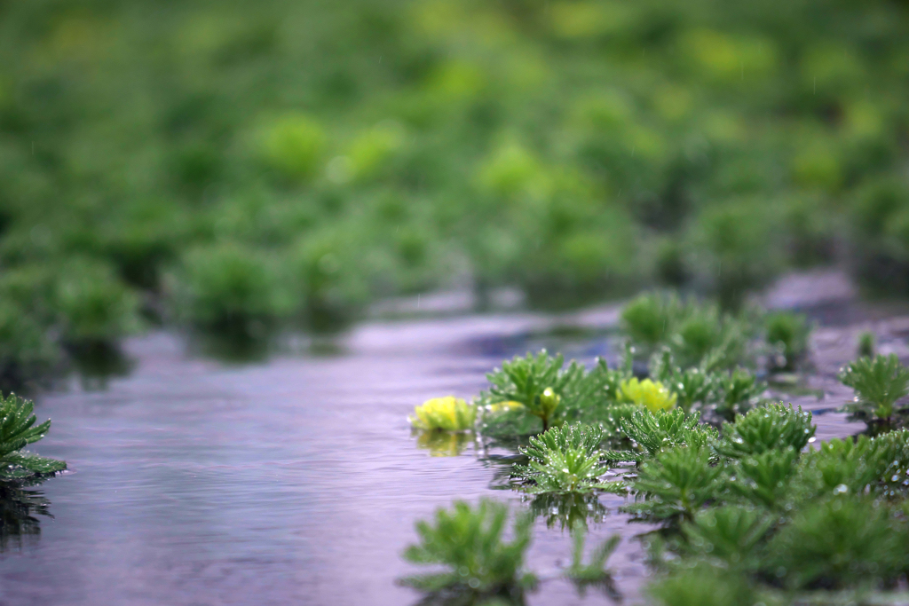 雨の日の小川