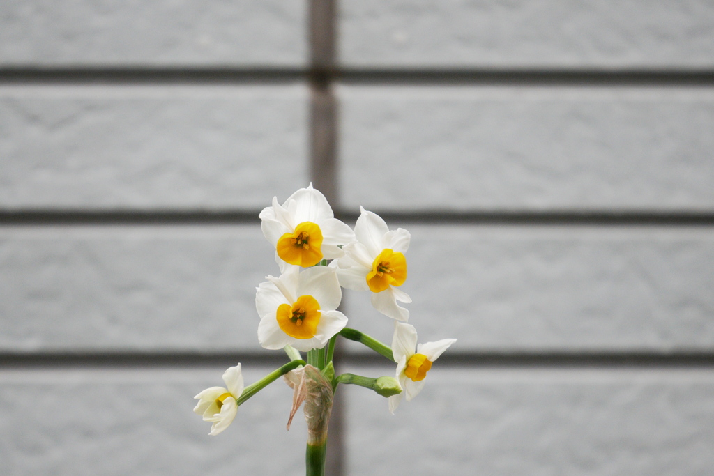 早くも水仙の花