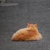 路上のモフモフ♪